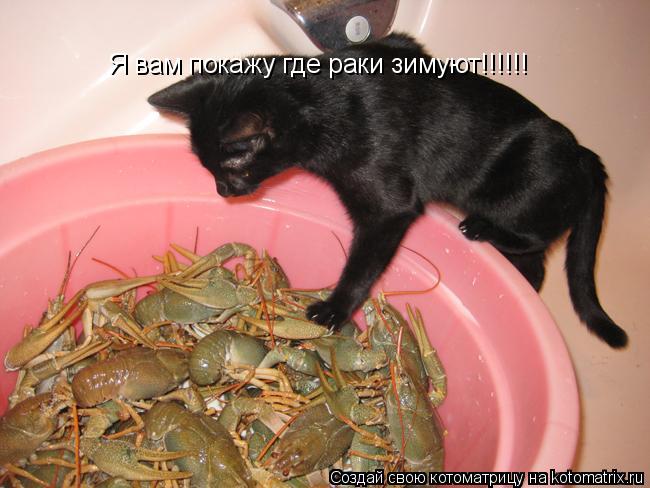 Котоматрица: Я вам покажу где раки зимуют!!!!!!