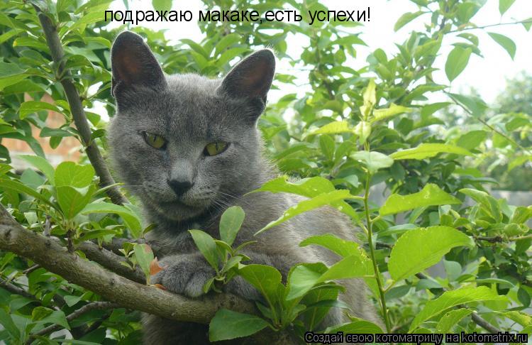 Котоматрица: подражаю макаке,есть успехи!
