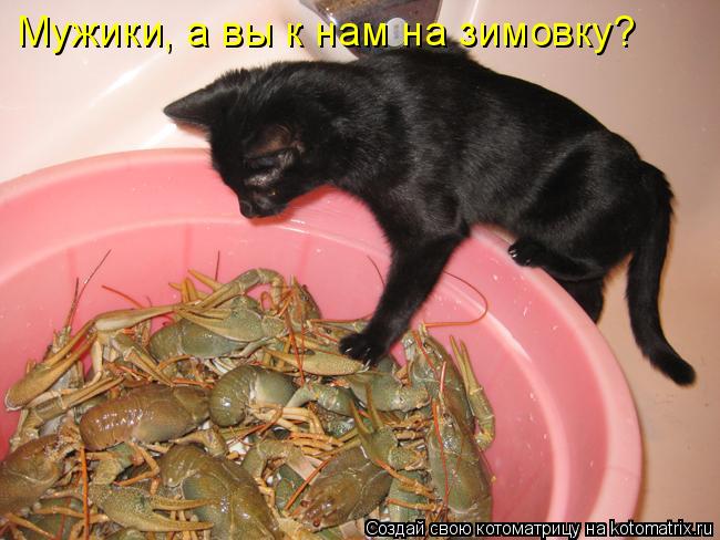 Котоматрица: Мужики, а вы к нам на зимовку?