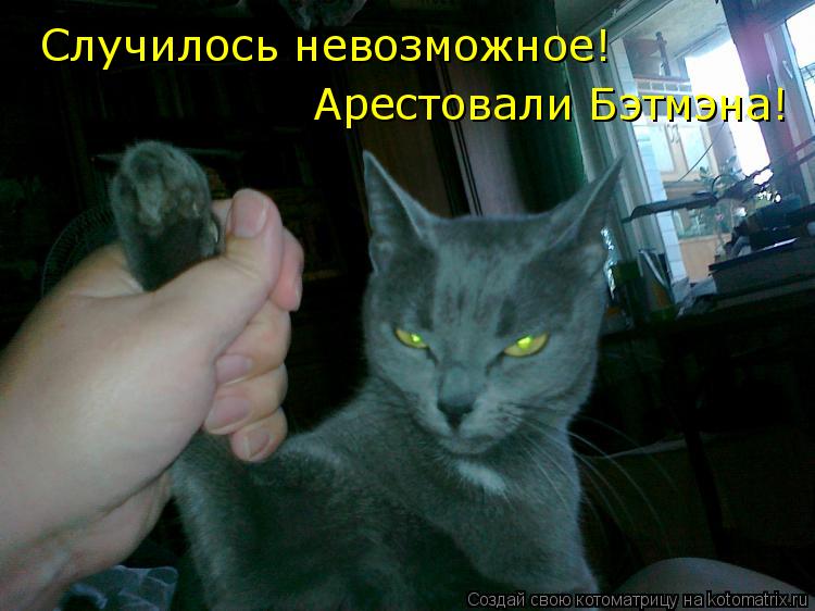Котоматрица: Случилось невозможное! Арестовали Бэтмэна!