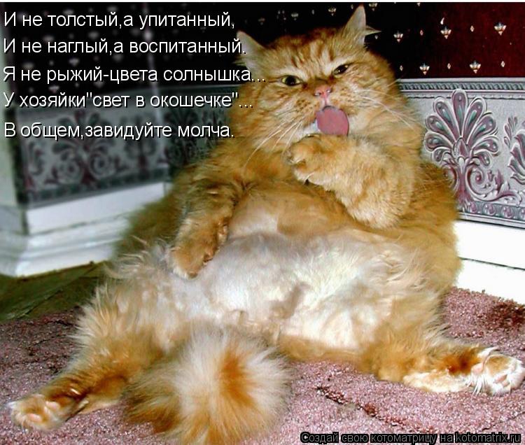Котоматрица: И не толстый,а упитанный, И не наглый,а воспитанный. Я не рыжий-цвета солнышка... У хозяйки"свет в окошечке"... В общем,завидуйте молча.