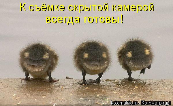 Котоматрица: К съёмке скрытой камерой всегда готовы!