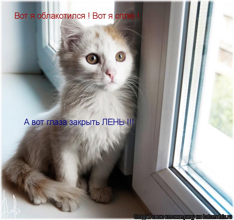 Котоматрица: Вот я облакотился ! Вот я сплю ! А вот глаза закрыть ЛЕНЬ !!!