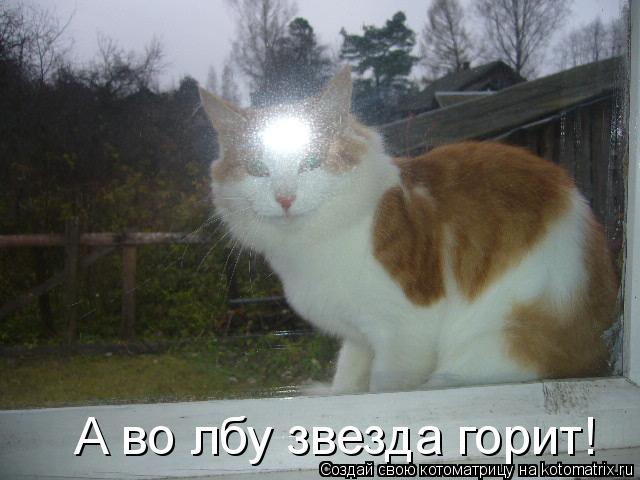 Котоматрица: А во лбу звезда горит!