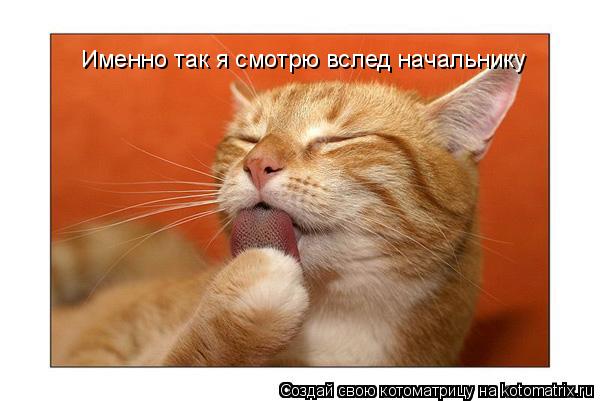 Котоматрица: Именно так я смотрю вслед начальнику