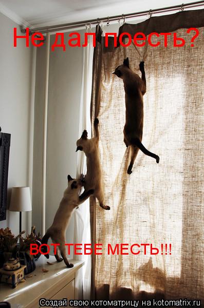Котоматрица: Не дал поесть? ВОТ ТЕБЕ МЕСТЬ!!!