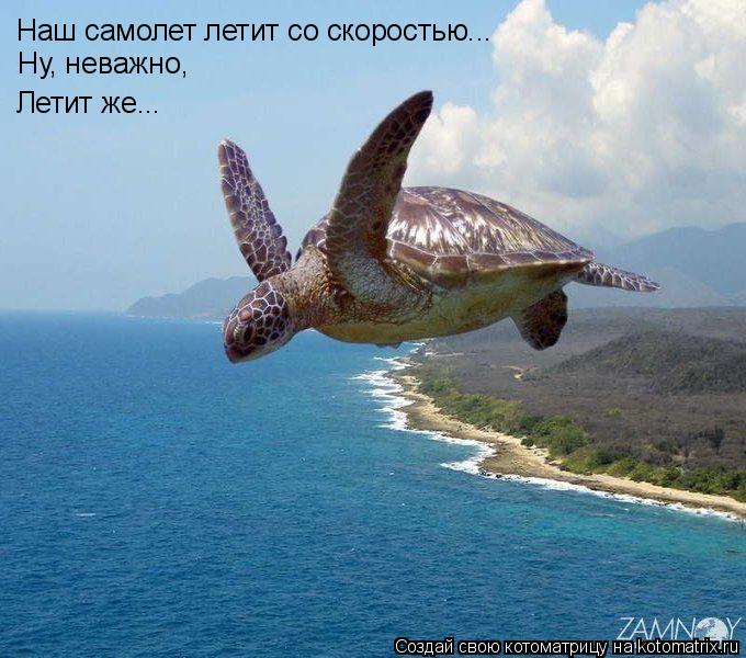 Котоматрица: Наш самолет летит со скоростью... Ну, неважно, Летит же...