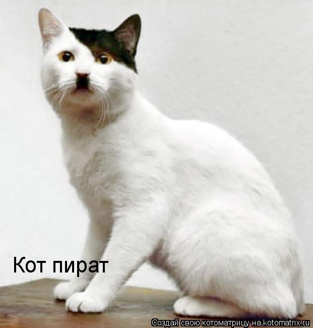 Котоматрица: Кот пират