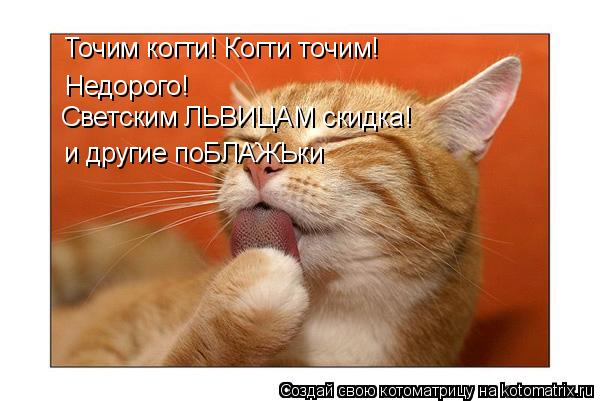 Котоматрица: Недорого! Львицам светским скидка Светским ЛЬВИЦАМ скидка! Точим когти! Когти точим! и другие поБЛАЖЬки