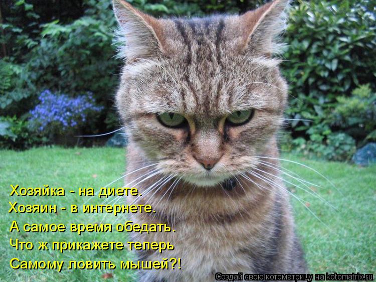 Котоматрица: Хозяйка - на диете. Хозяин - в интернете. А самое время обедать. Что ж прикажете теперь Самому ловить мышей?!