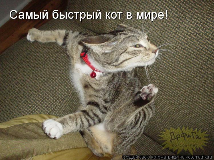 Котоматрица: Самый быстрый кот в мире!