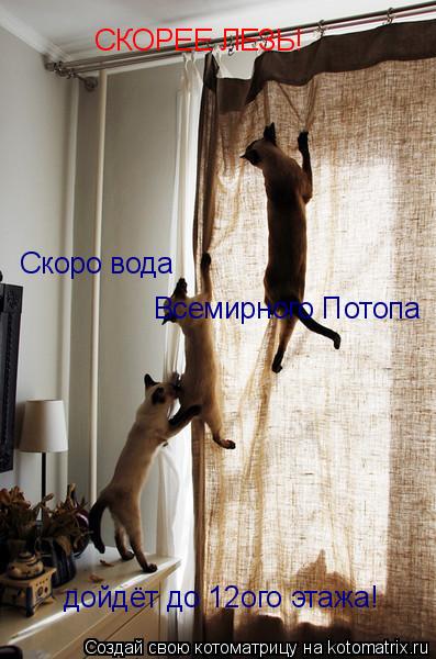 Котоматрица: СКОРЕЕ ЛЕЗЬ! Скоро вода  Скоро вода  Всемирного Потопа дойдёт до 12ого этажа!