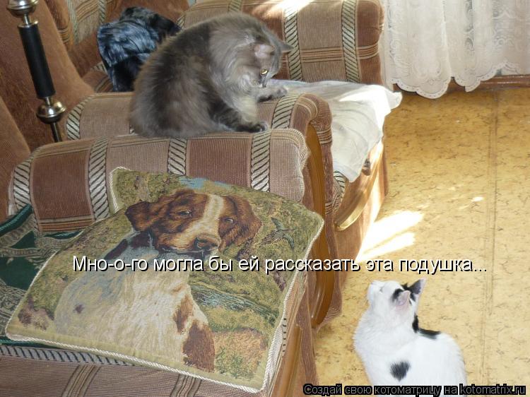 Котоматрица: Мно-о-го могла бы ей рассказать эта подушка...