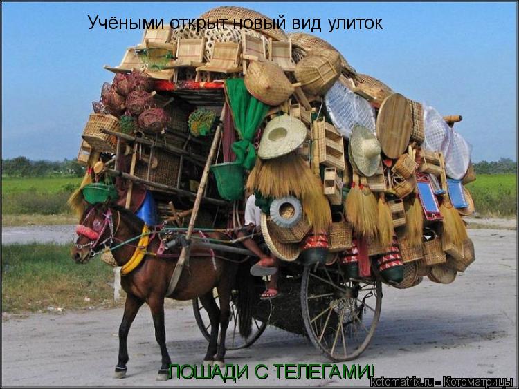 Котоматрица: Учёными открыт новый вид улиток ЛОШАДИ С ТЕЛЕГАМИ!