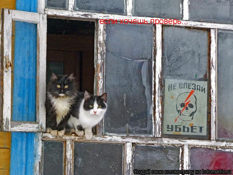Котоматрица: если хочешь,проверь...