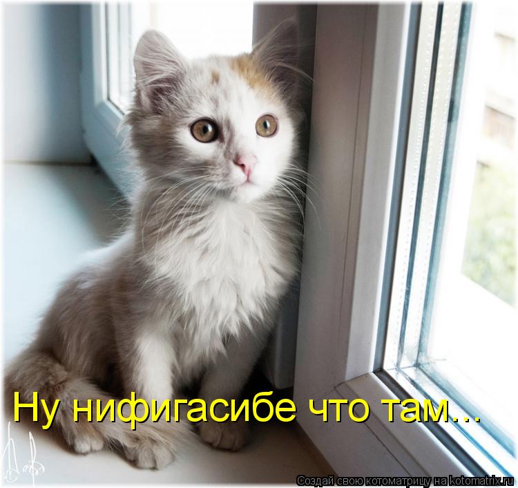 Котоматрица: Ну нифигасибе что там...