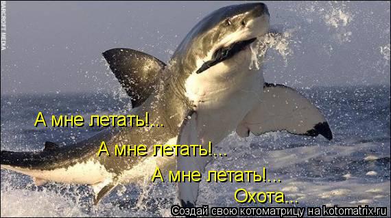 Котоматрица: А мне летать!... А мне летать!... А мне летать!... Охота...