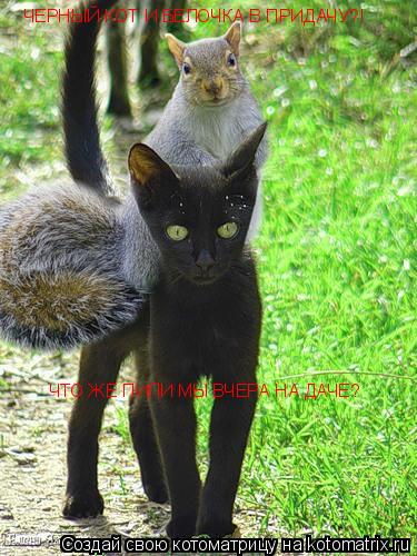 Котоматрица: ЧЕРНЫЙ КОТ И БЕЛОЧКА В ПРИДАЧУ?! ЧТО ЖЕ ПИЛИ МЫ ВЧЕРА НА ДАЧЕ?