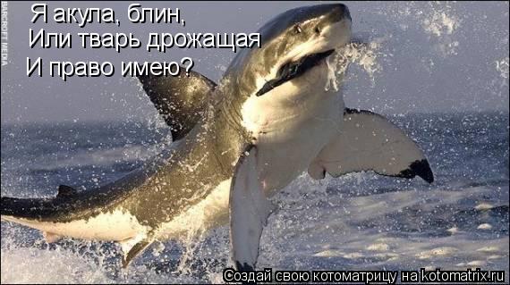 Котоматрица: Я акула, блин, Или тварь дрожащая И право имею?