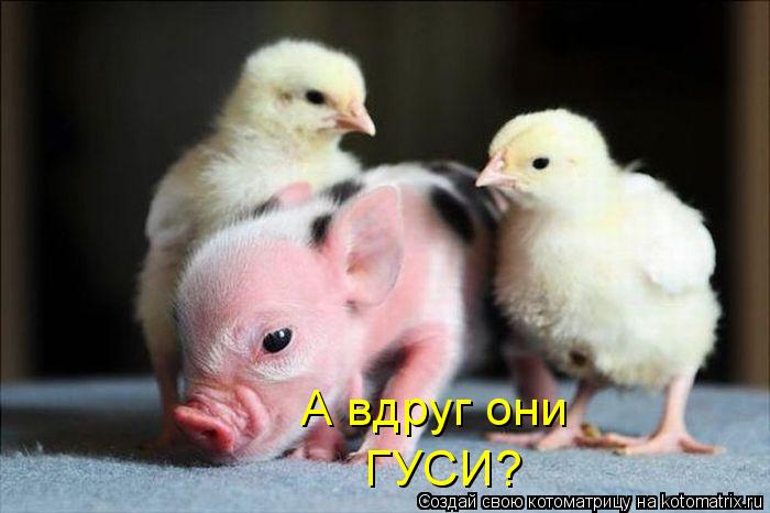 Котоматрица: А вдруг они ГУСИ?
