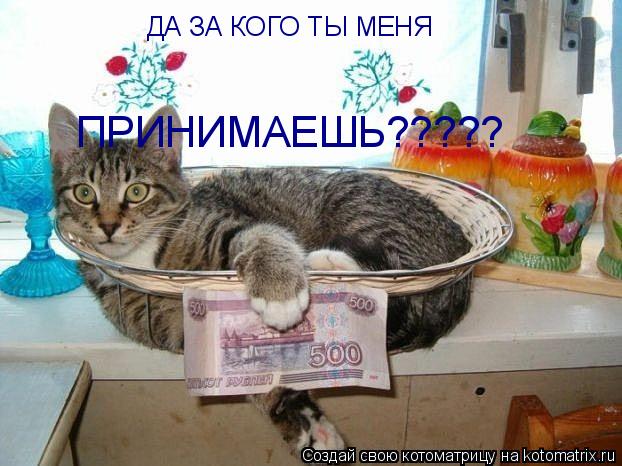 Котоматрица: ДА ЗА КОГО ТЫ МЕНЯ  ПРИНИМАЕШЬ?????