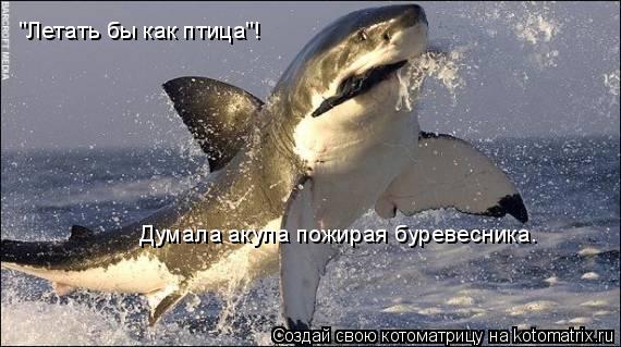 Котоматрица: "Летать бы как птица"! Думала акула пожирая буревесника.
