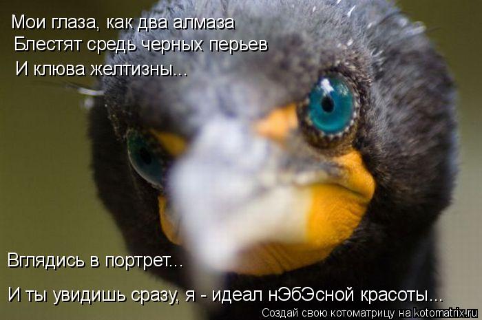 Котоматрица: Мои глаза, как два алмаза Блестят средь черных перьев И клюва желтизны... Вглядись в портрет... И ты увидишь сразу, я - идеал нЭбЭсной красоты...