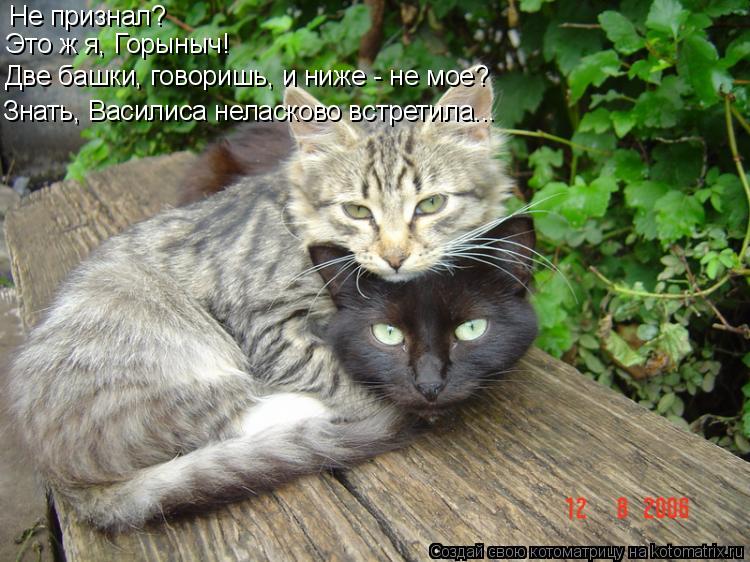 Котоматрица: Не признал? Это ж я, Горыныч!  Две башки, говоришь, и ниже - не мое? Знать, Василиса неласково встретила...