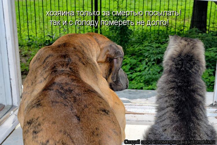 Котоматрица: хозяина только за смертью посылать! так и с голоду помереть не долго!