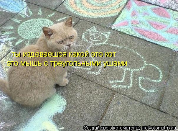 Котоматрица: ты издеваешся какой это кот это мышь с треугольными ушами