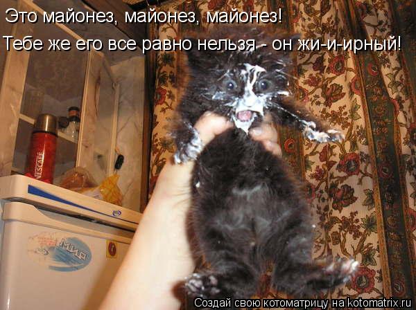 Котоматрица: Это майонез, майонез, майонез! Тебе же его все равно нельзя - он жи-и-ирный!