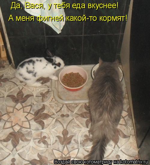 Котоматрица: Да, Вася, у тебя еда вкуснее!  А меня фигней какой-то кормят!