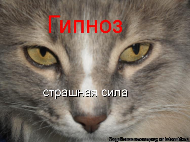 Котоматрица: Гипноз страшная сила