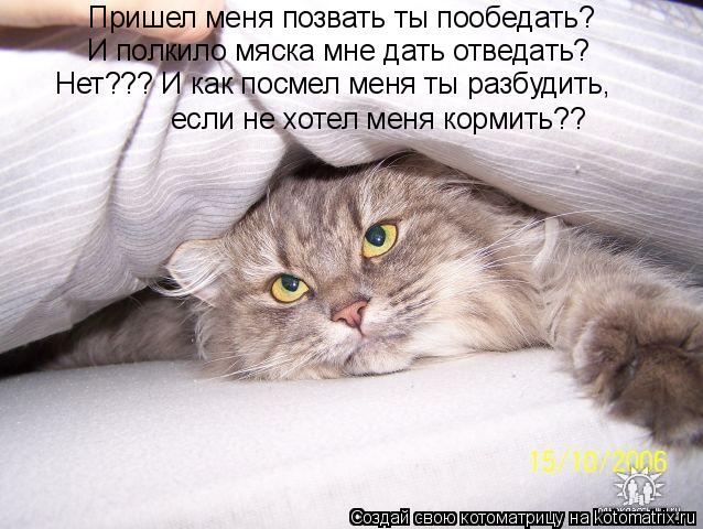 Котоматрица: Пришел меня позвать ты пообедать?  И полкило мяска мне дать отведать?  Нет??? И как посмел меня ты разбудить,  если не хотел меня кормить??