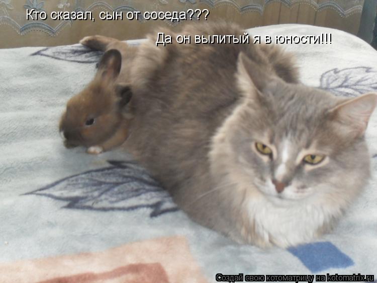Котоматрица: Кто сказал, сын от соседа??? Да он вылитый я в юности!!!