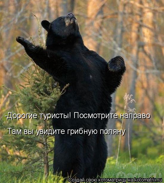 -Дорогие туристы! Посмотрите направо Там вы увидите грибную поляну... Котоматрица: -Дорогие туристы! Посмотрите направо Там вы увидите грибную поляну