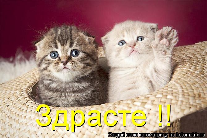 Котоматрица: Здрасте !!