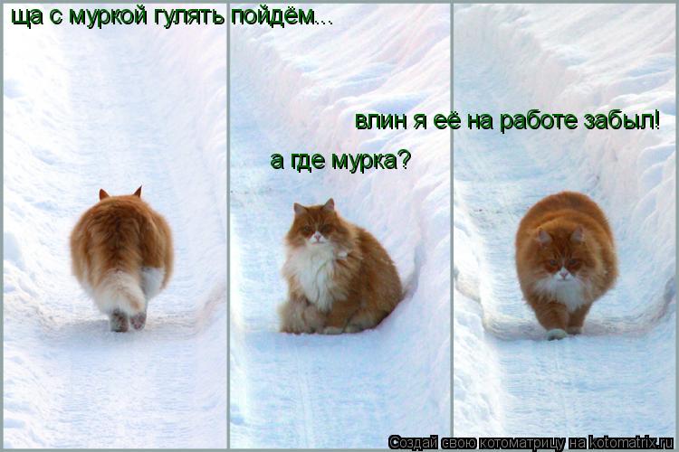 Котоматрица: ща с муркой гулять пойдём... а где мурка? влин я её на работе забыл!