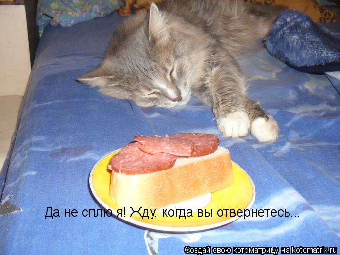 Котоматрица: Да не сплю я! Жду, когда вы отвернетесь...