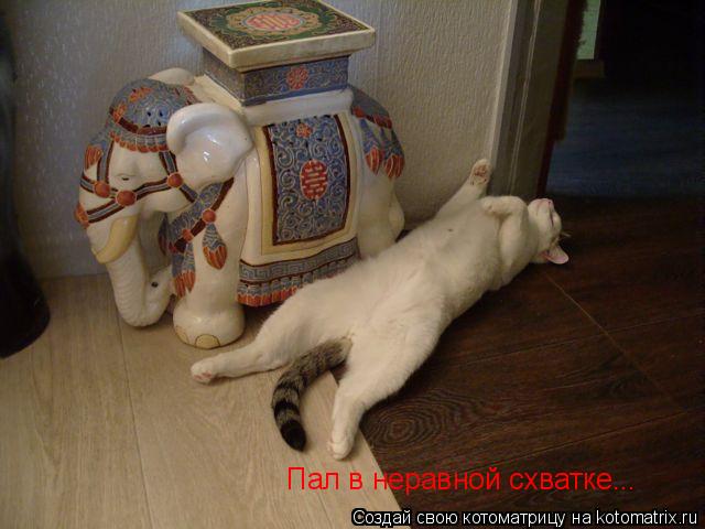 Котоматрица: Пал в неравной схватке...