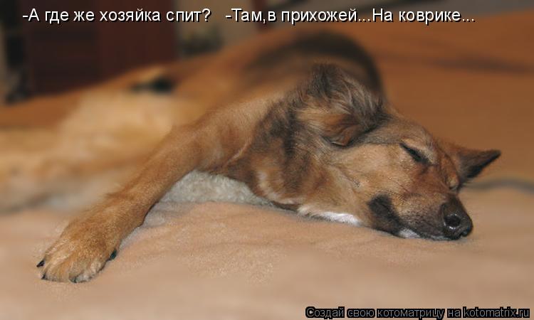 Котоматрица: -А где же хозяйка спит?   -Там,в прихожей...На коврике... -А где же хозяйка спит?   -Там,в прихожей...На коврике...