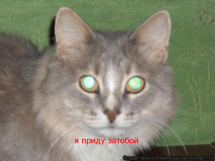 Котоматрица: я приду затобой