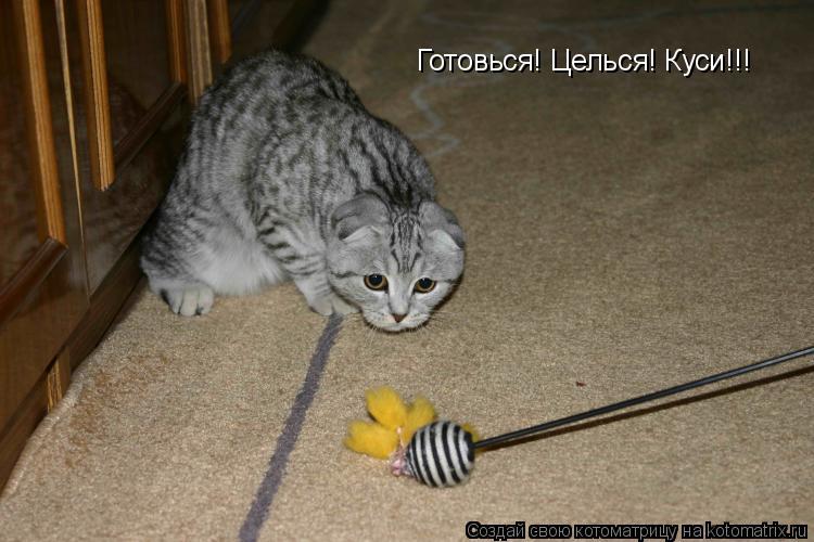 Котоматрица: Готовься! Целься! Куси!!!