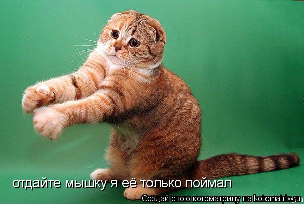Котоматрица: отдайте мышку я её только поймал