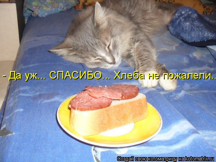 - Да уж... СПАСИБО... Хлеба не пожалели...... Котоматрица: - Да уж... СПАСИБО... Хлеба не пожалели...