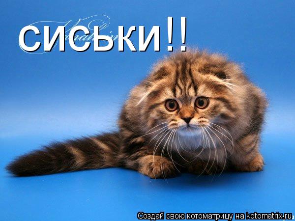 Котоматрица: сиськи!!