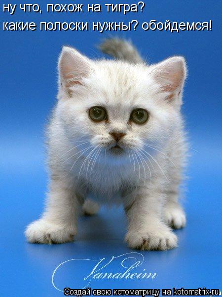 Котоматрица: ну что, похож на тигра? какие полоски нужны? обойдемся!