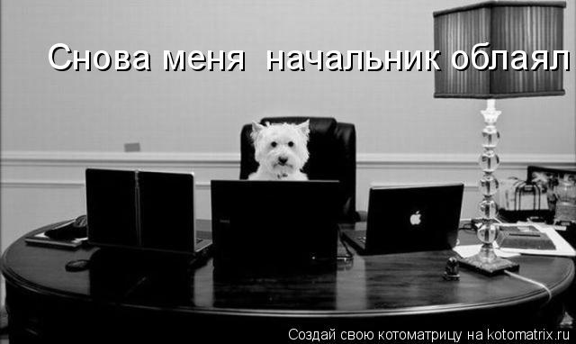 Котоматрица: Снова меня  начальник облаял