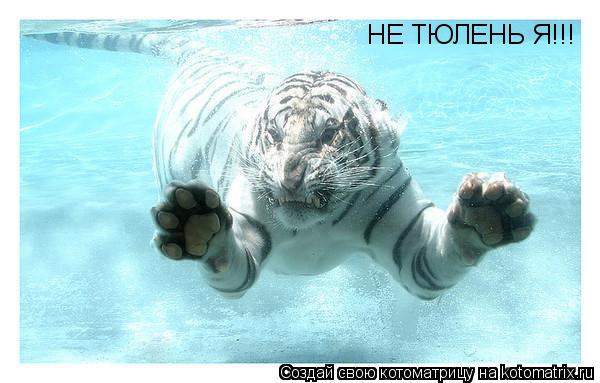Котоматрица: НЕ ТЮЛЕНЬ Я!!!