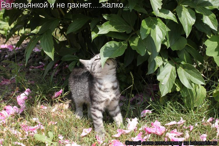 Котоматрица: Валерьянкой и не пахнет.....жалко...